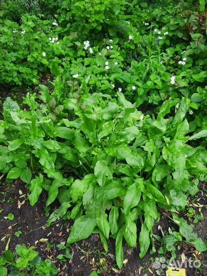 Топинамбур, аспарагус