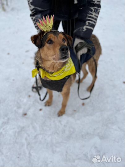 Добрейший пёс нуждается в доме