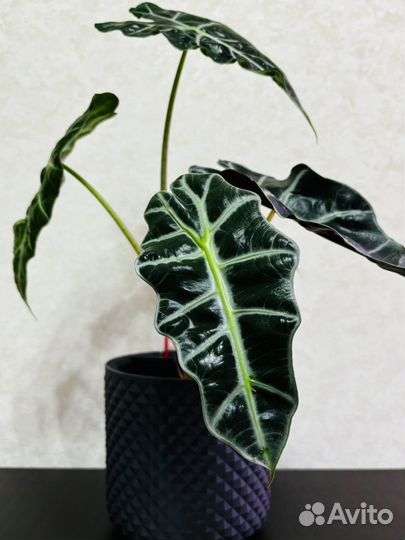 Клубни Алоказии Полли