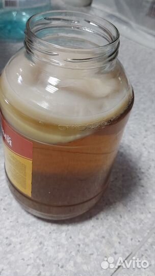 Чайный гриб комбуча