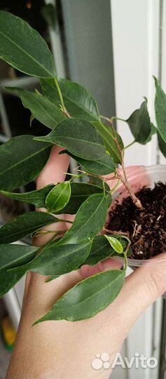 Фикус бенджамина