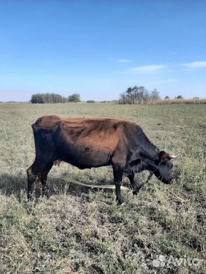 Корова и быки