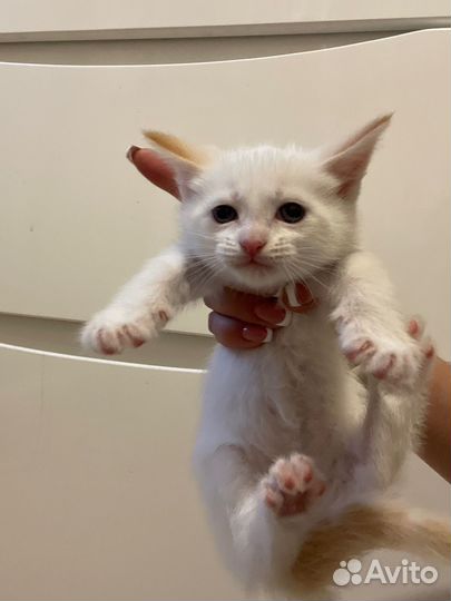 Котята мейн-кун метис