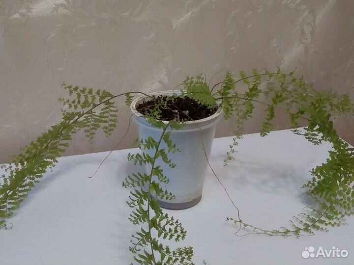 Папоротник