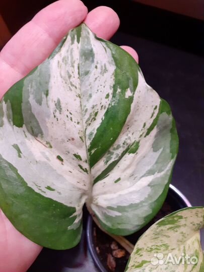 Сциндапсусы и Эпипремнумы