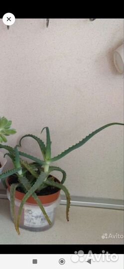 Комнатные цветы