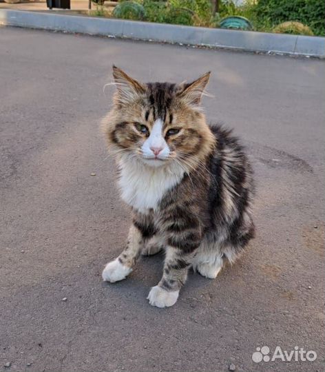 Кошка