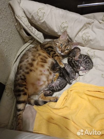 Бенгальская кошка