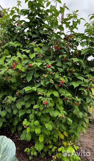 Малина красная