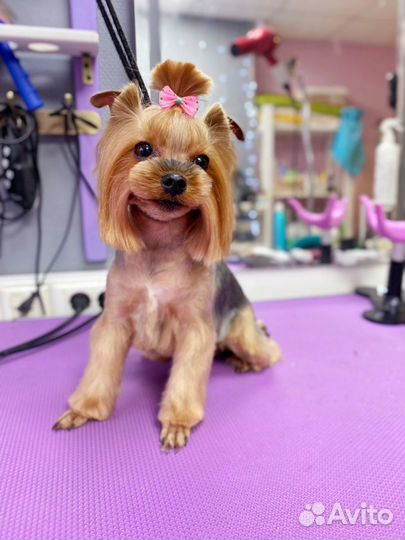 Зоосалон. Груминг. Стрижка животных. Тримминг