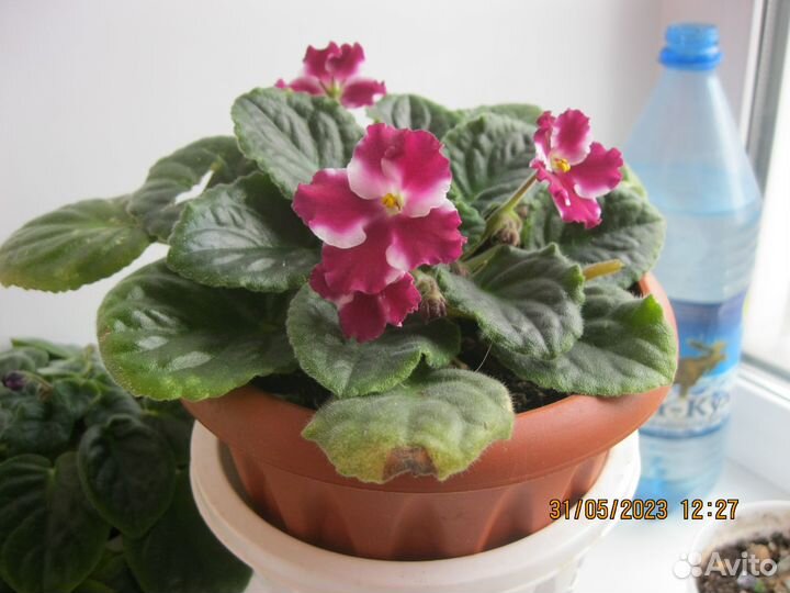 Фиалка сахарная вата мутанка царица савская