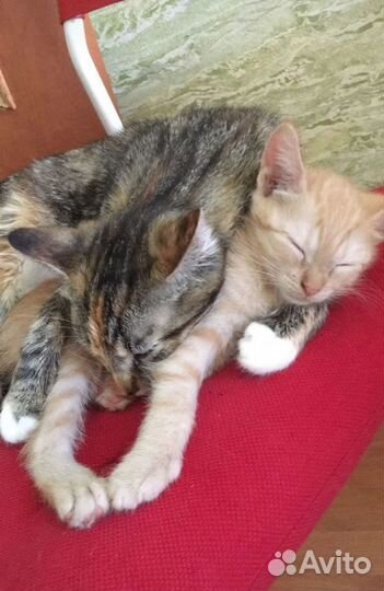 Замурчательная Кошка Мурочка в дар