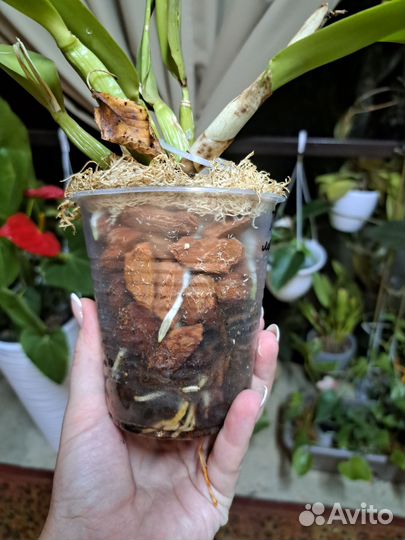 Орхидеи катлеи