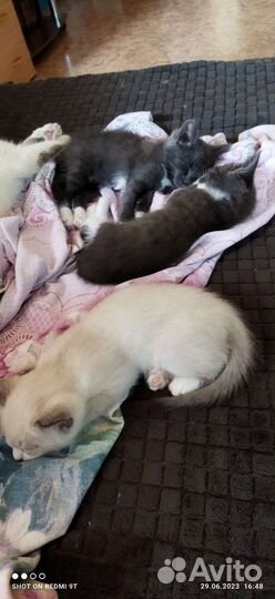 Котята в добрые руки бесплатно