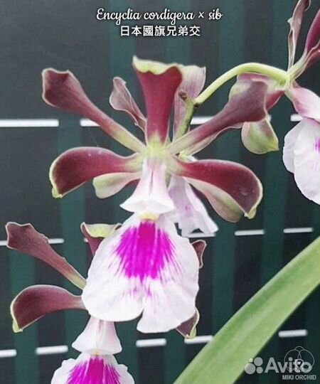 Сортовые орхидеи из Азии