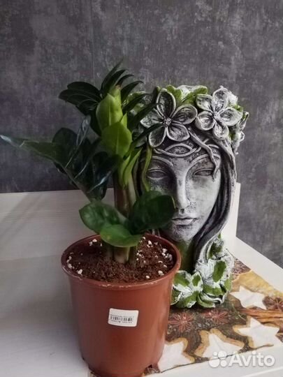 Замиокулькас зензи