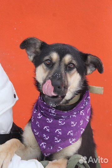 Приютская собака станет лучшим другом