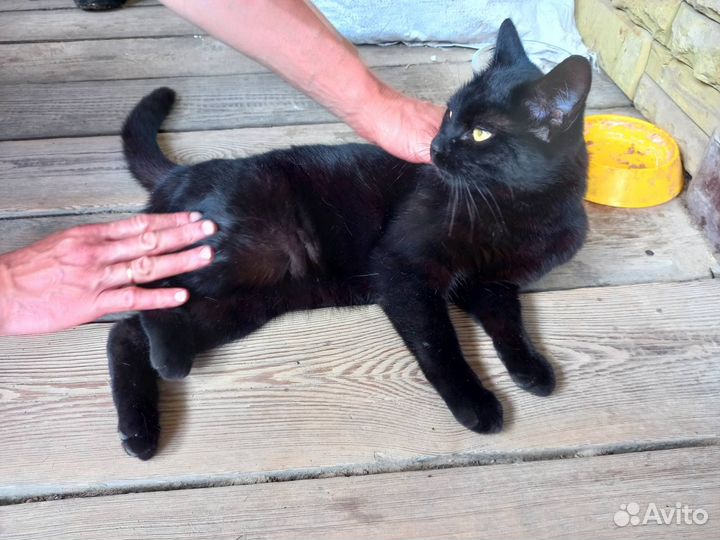 Отдам кошечку