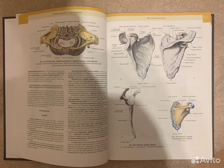 Атлас анатомии человека синельников