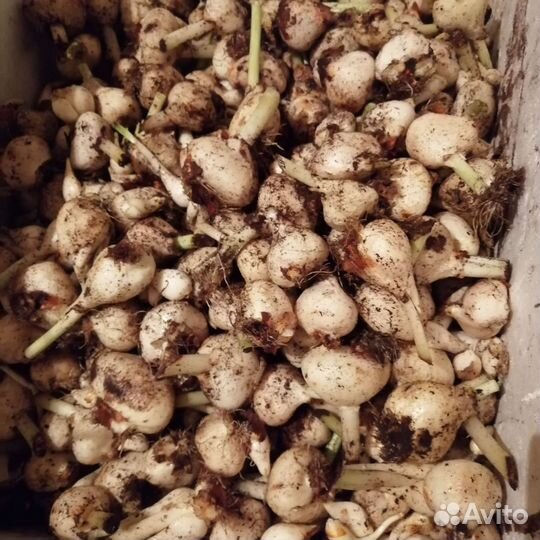 Луковицы тюльпанов