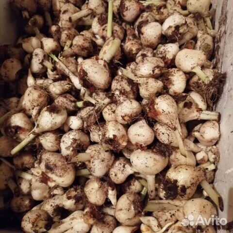 Луковицы тюльпанов