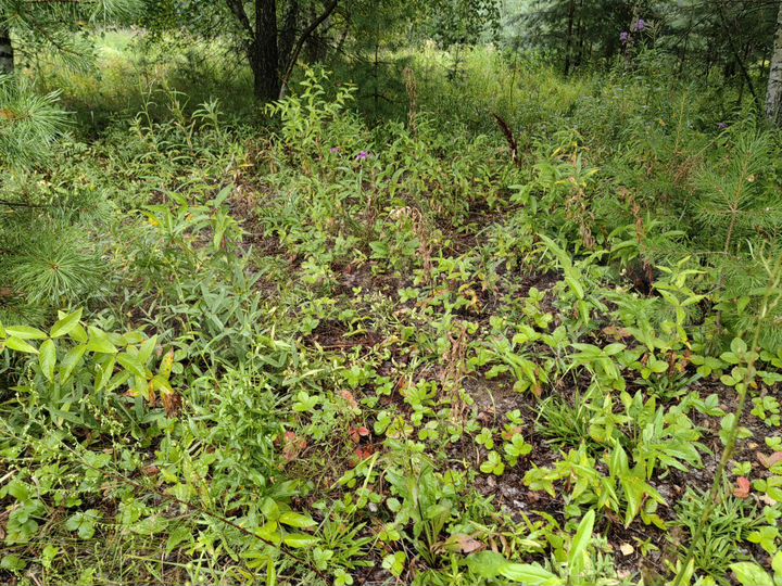 Участок 15,6 га (ИЖС)