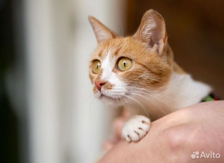 Ласкуша Марта