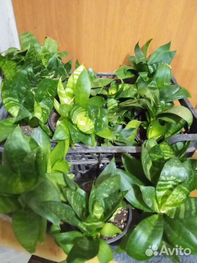 Сансивиерия