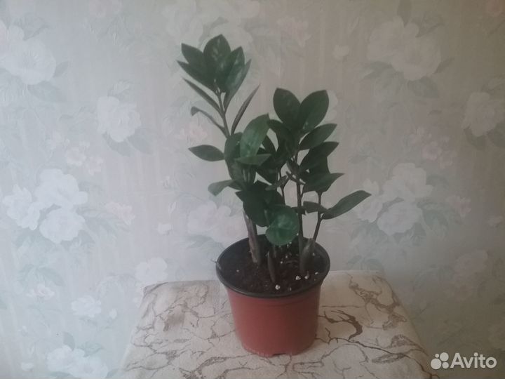 Комнатные растения