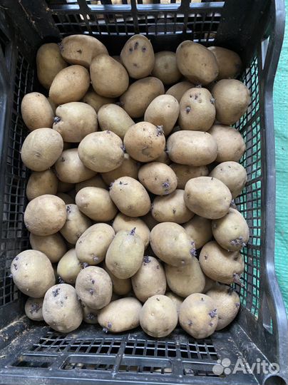 Продукты питания