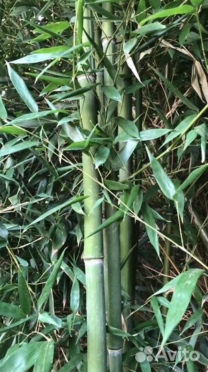 Листоколосник Биссета