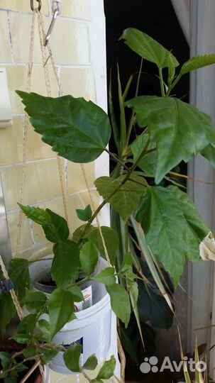 Гибискус фиалки. нефролепис и др