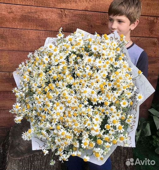 Цветы ромашки