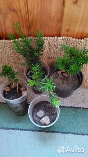 Тисс ягодный уличный