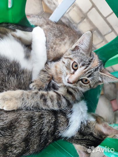 Отдам в добрые руки