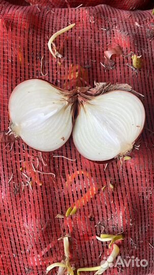 Обмен на все что угодно лук 400 тонн