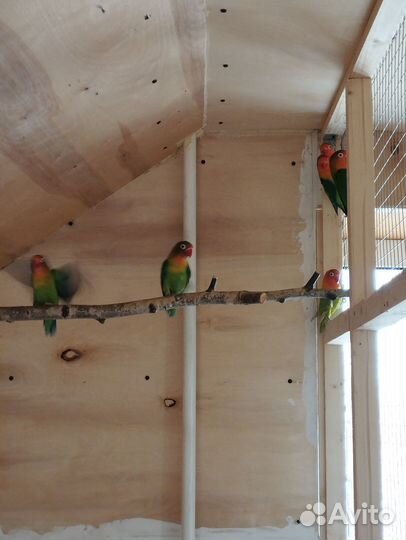 Неразлучники фишера