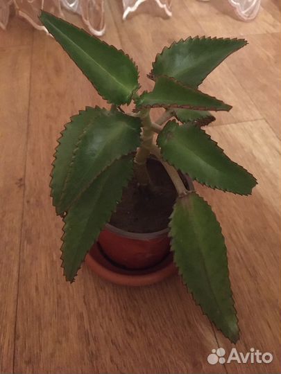 Каланхое лечебное