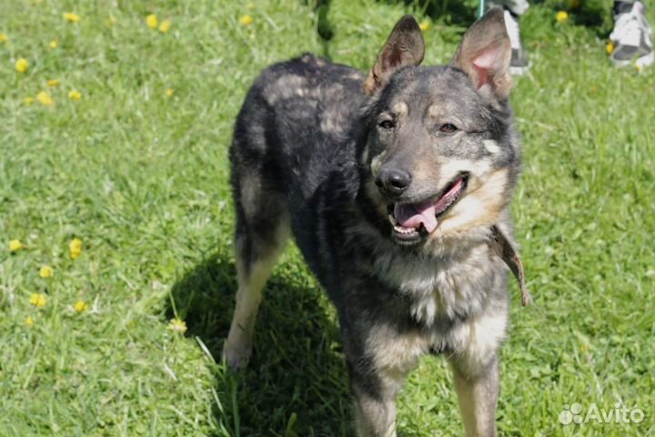 Мир за решеткой.Собака в дар в добрые руки