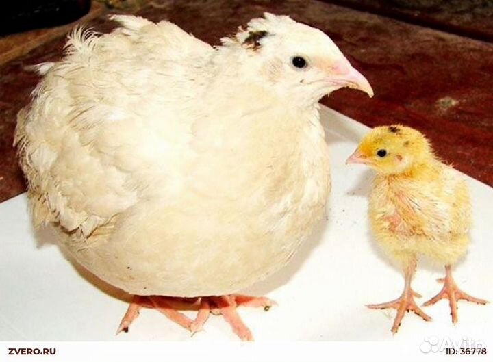 Перепела птенец