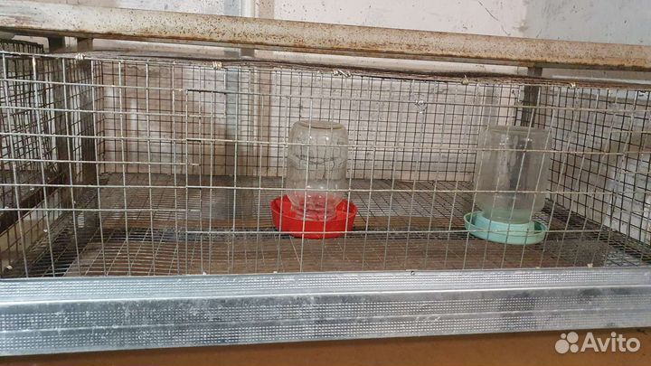 Клетка из 3 уровней для цыплят