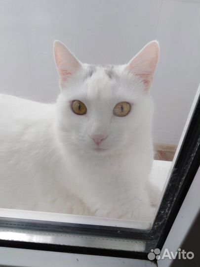 Отдать временно в хорошие руки кошку 1 год возраст
