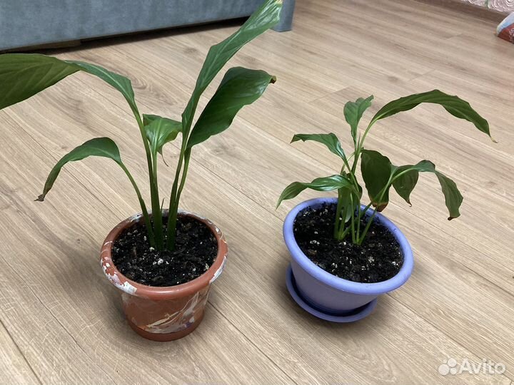 Спатифиллум