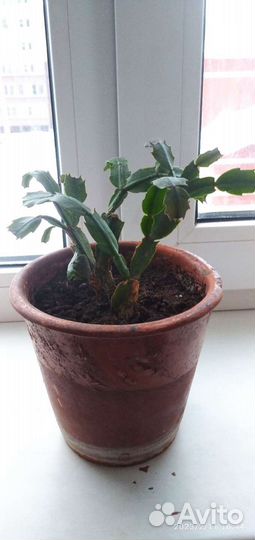 Комнатные растения