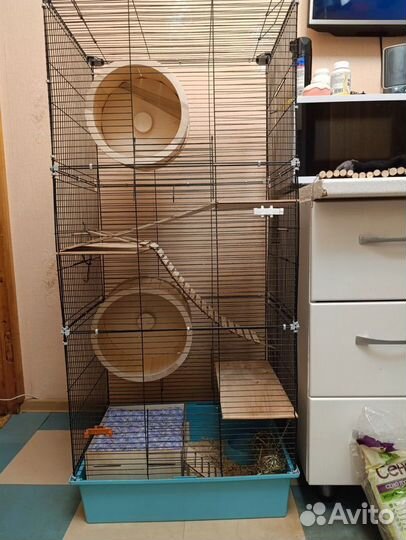 Бурундук грызуны