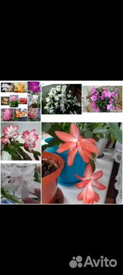 Декабрист шлюмбергера