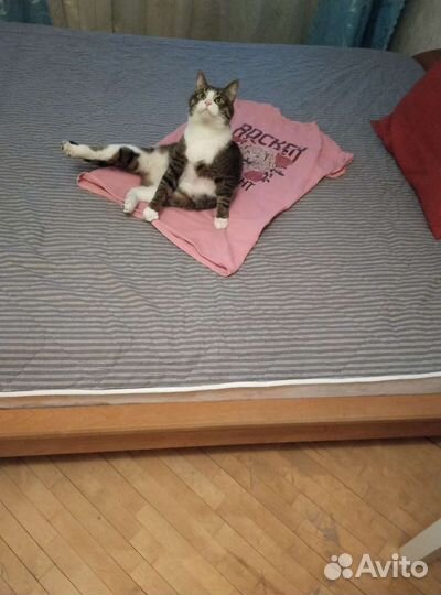 Отдам кота в добрые руки