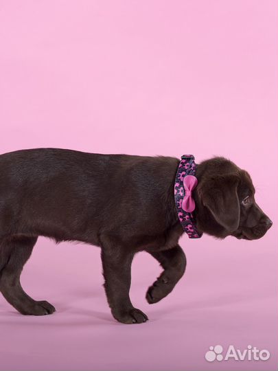 Ошейник United Pets для собак Complete me Identity