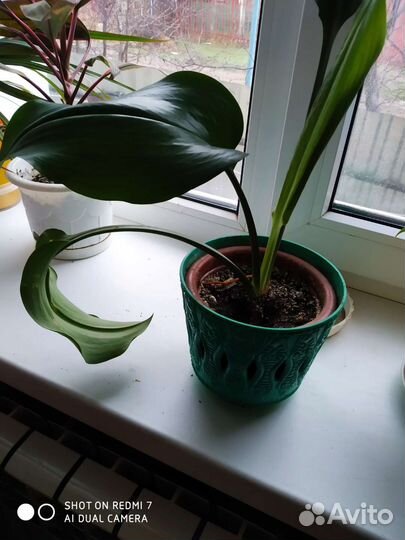 Комнатные растения