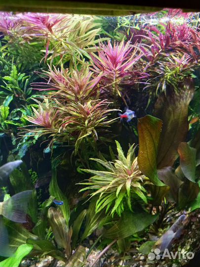 Прополка из аквариумов на фото